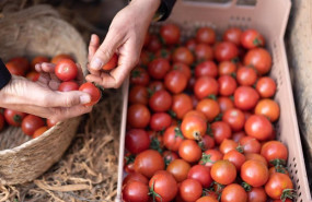 ep lidl preve adquirir unas 125000 toneladas de tomates espanoles en 2023 destinando mas de un 80 a