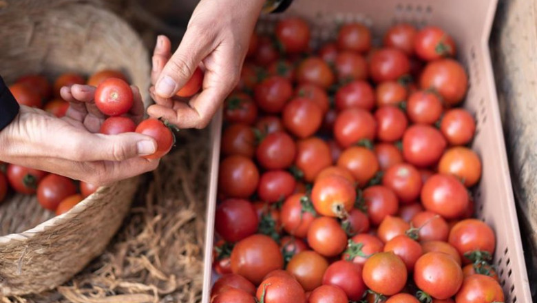 ep lidl preve adquirir unas 125000 toneladas de tomates espanoles en 2023 destinando mas de un 80 a ep lidl preve adquirir unas 125000 toneladas de tomates espanoles en 2023 destinando mas de un 80 a