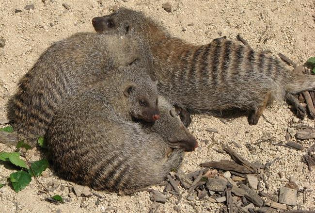 Dogecoin, hamstercoin y... también mangostas: la broma cripto sobre la mongoose coin