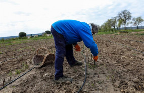 ep un agricultor en un campo de aranjuez del instituto madrileno de investigacion y desarrollo rural