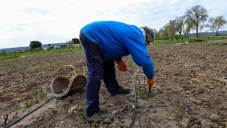 ep un agricultor en un campo de aranjuez del instituto madrileno de investigacion y desarrollo rural