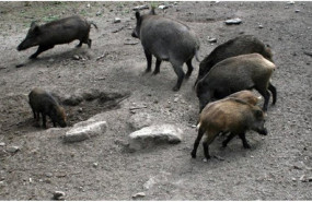 ep un grupo de jabalies ep un grupo de jabalies