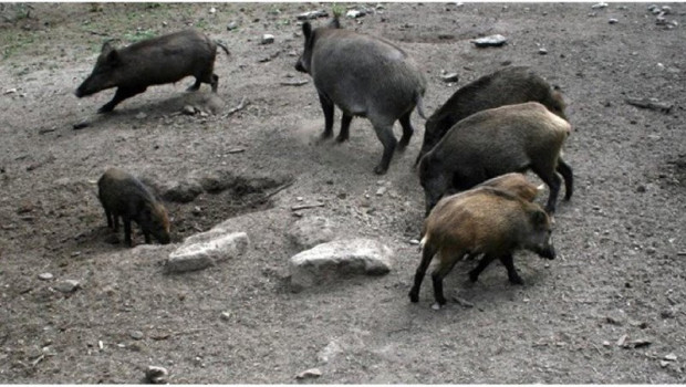 ep un grupo de jabalies ep un grupo de jabalies