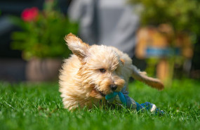 finca von martin finca von martin