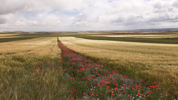 ep archivo   campo con amapolas en toledo