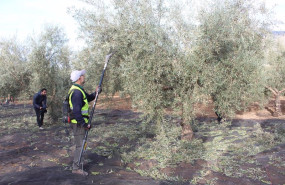 ep archivo   explotaciones de olivar ecologico