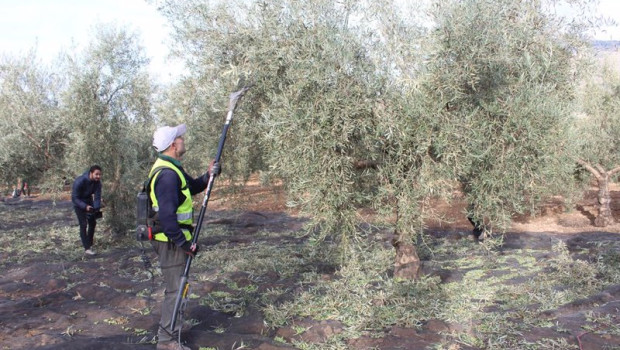 ep archivo   explotaciones de olivar ecologico