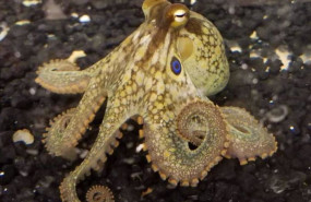 ep archivo   pulpo bimaculoides