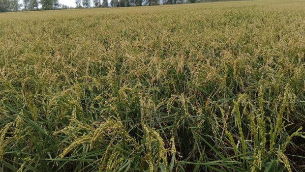 ep campos de arroz