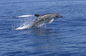 ep delfin mular