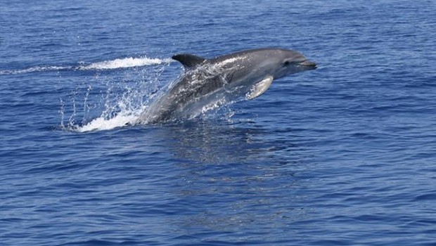 ep delfin mular