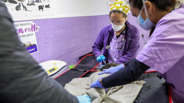 ep dos veterinarias atienden a un gato en el hospital veterinarea en alpedrete en el que trabajan 13