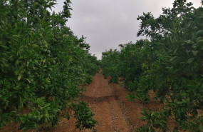 ep imagen de campo de citricos