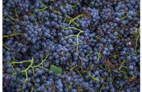 ep imagen de uvas