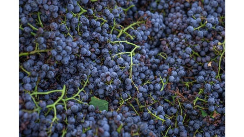 ep imagen de uvas