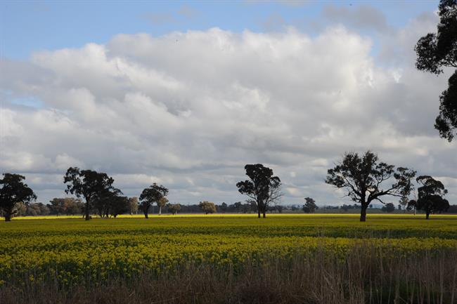 Planta solar en Australia de FRV | FRV ep planta solaraustraliafrv