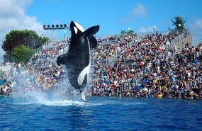 orcas seaworld orcas seaworld