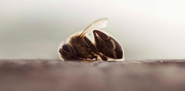 Abeja muerta | GREENPEACE ep abeja muerta