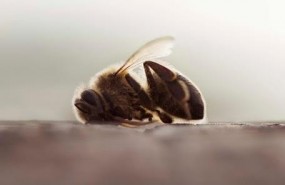 ep abeja muerta