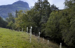 ep arboles bosques naturaleza medio rural cantabria
