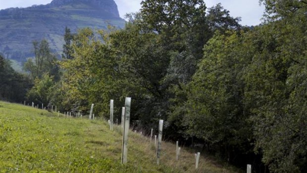 ep arboles bosques naturaleza medio rural cantabria