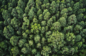 ep archivo   copade busca combatir la deforestacion con bosques vivos una iniciativa para