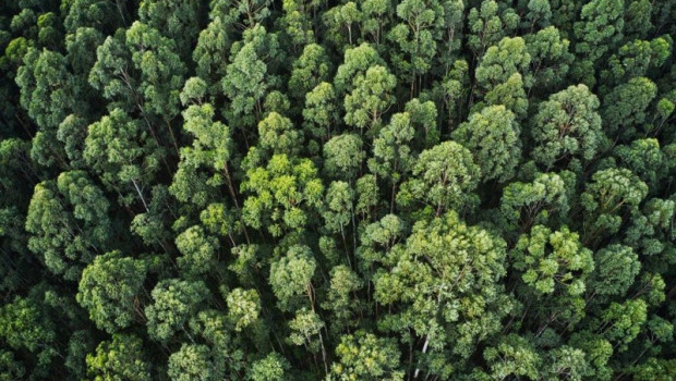 ep archivo   copade busca combatir la deforestacion con bosques vivos una iniciativa para