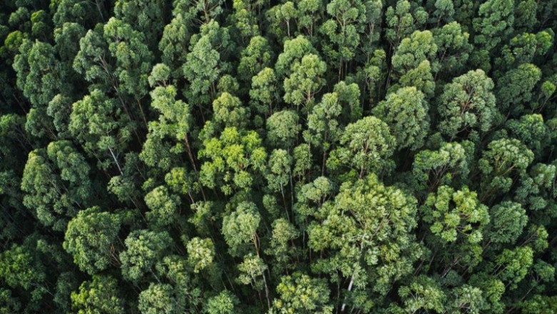 ep archivo   copade busca combatir la deforestacion con bosques vivos una iniciativa para