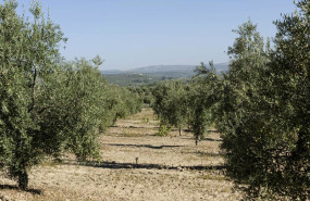 ep archivo   olivar de la variedad royal perteneciente al proyecto 12mil royales