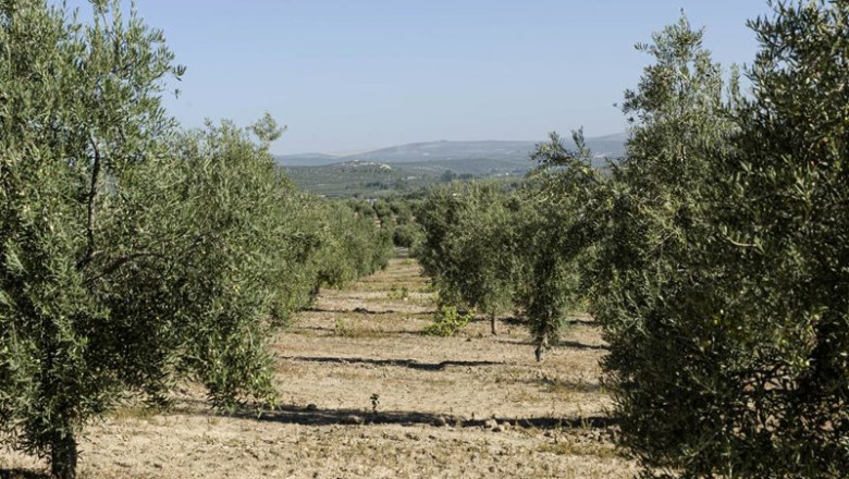 Archivo - Olivar de la variedad royal perteneciente al proyecto 12Mil Royales | 12MIL ROYALES - Archivo ep archivo olivar de la variedad royal perteneciente al proyecto 12mil royales