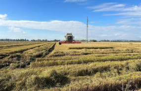 ep archivo   plantacion de arroz