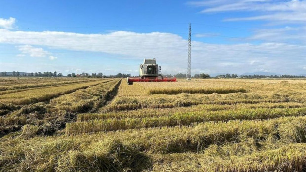 ep archivo   plantacion de arroz