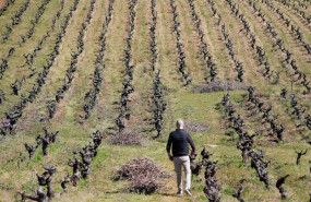 ep archivo   una persona trabaja las cepas viejas del vinedo familiar en bembibre a 12 de abril de