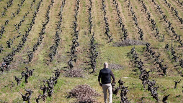 ep archivo   una persona trabaja las cepas viejas del vinedo familiar en bembibre a 12 de abril de