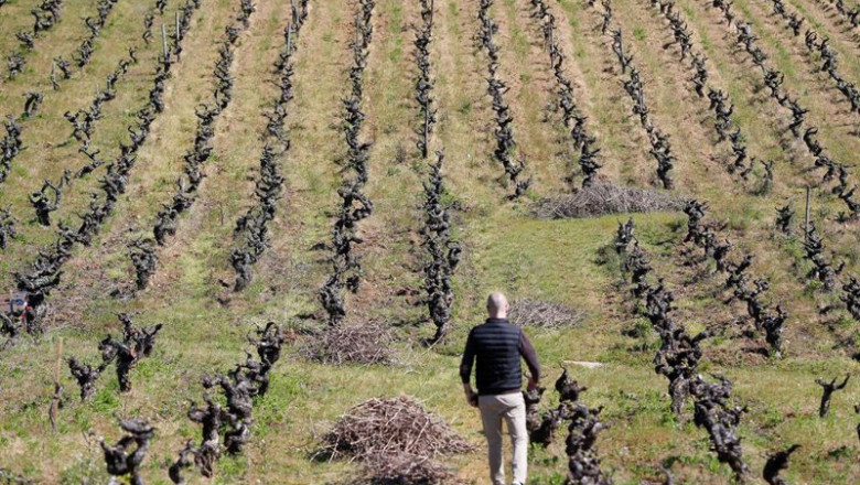 ep archivo   una persona trabaja las cepas viejas del vinedo familiar en bembibre a 12 de abril de