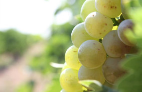 ep archivo vina de moscatel ep archivo vina de moscatel
