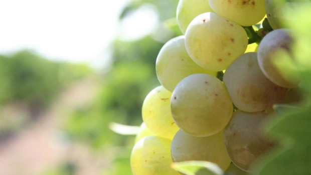 ep archivo   vina de moscatel