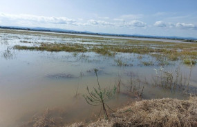 ep ava asaja estima que la dana alice ya causa dos millones de perdidas en el arroz
