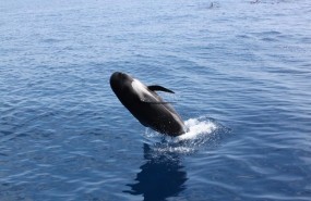 ep calderon comuncorredormigracioncetaceosmediterraneo