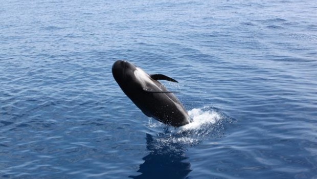 ep calderon comuncorredormigracioncetaceosmediterraneo
