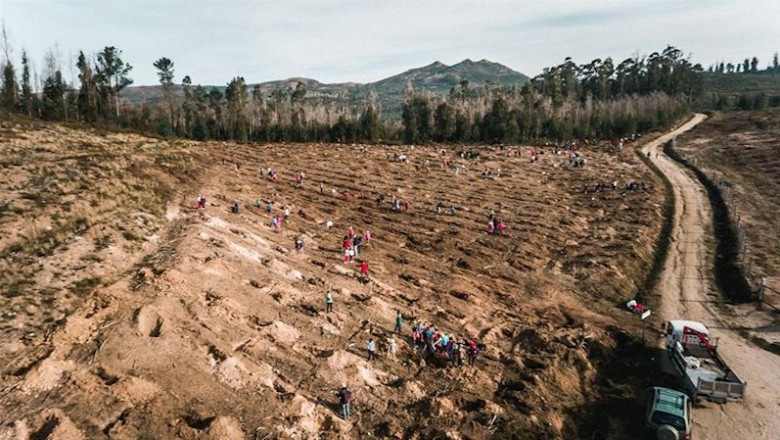 ep cerca de 100000 voluntarios participaran en una campana de reforestacion en cinco comunidades
