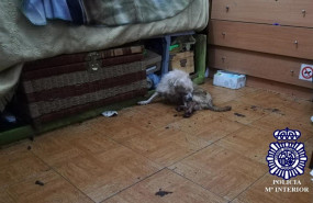 ep detenida por abandonar a un perro en el interior de un domicilio deshabitado en huesca