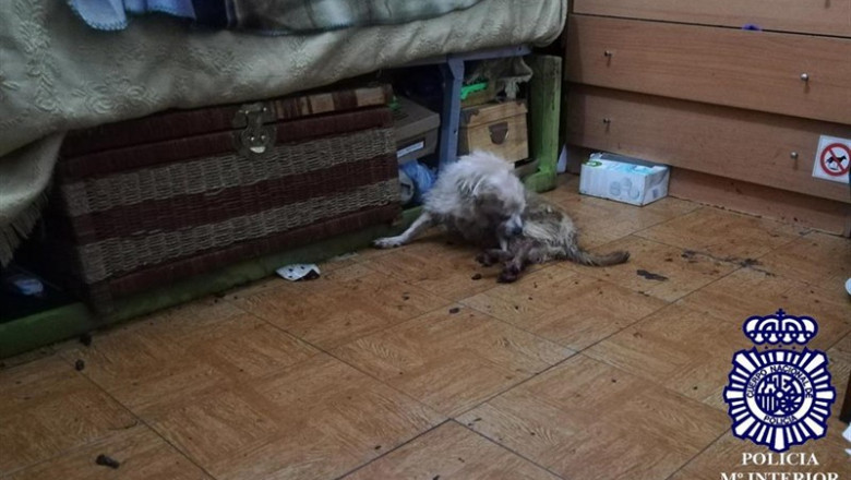 ep detenida por abandonar a un perro en el interior de un domicilio deshabitado en huesca