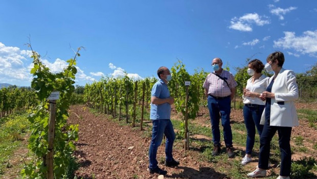 ep el ministerio de ciencia cofinancia el proyecto de vinos vintae para elaborar espumosos en la