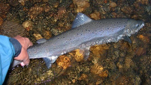 ep estudio salmon ucm