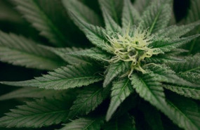 ep los investigadoresunm sugierencannabisreducirdolor cronicolos pacientesen tres puntosuna escala de ep los investigadoresunm sugierencannabisreducirdolor cronicolos pacientesen tres puntosuna escala de