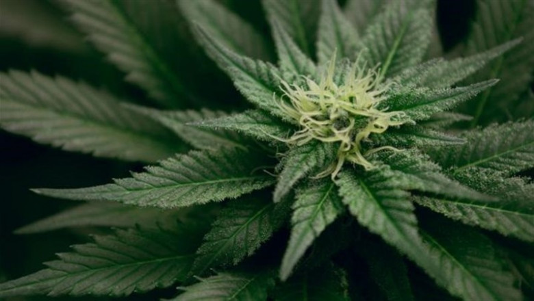 Los investigadores de UNM sugieren que el cannabis puede reducir el dolor crónico de los pacientes hasta en tres puntos en una escala de | ESTEBAN LOPEZ ep los investigadoresunm sugierencannabisreducirdolor cronicolos pacientesen tres puntosuna escala de