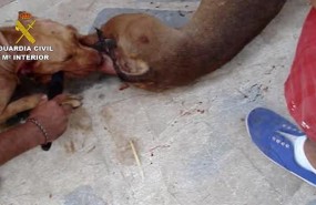 ep peleas perros malaga cuatro investigados maltrato animal canes luchas pelea