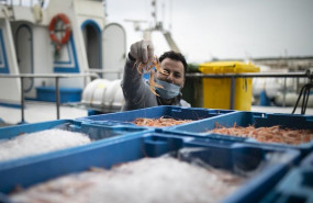 ep un pescador con mascarilla ensena el genero a la camara en la lonja pesquera de la cofradia de