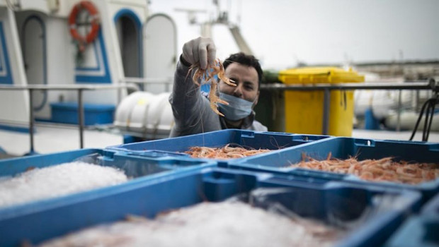 ep un pescador con mascarilla ensena el genero a la camara en la lonja pesquera de la cofradia de